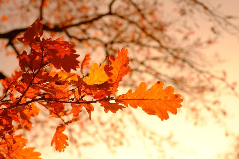 Fall Leaves