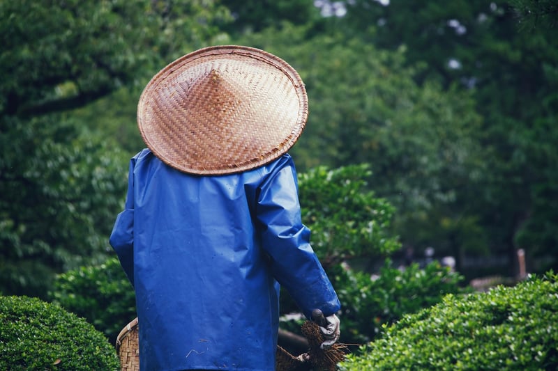 Summer garden maintenance
